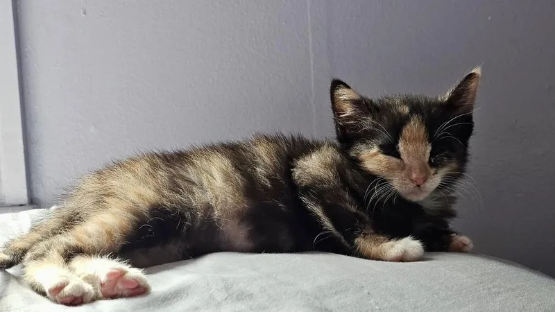 A baby small-sized female Domestic Short Hair cat named Bluebelle for adoption in Chicago, IL