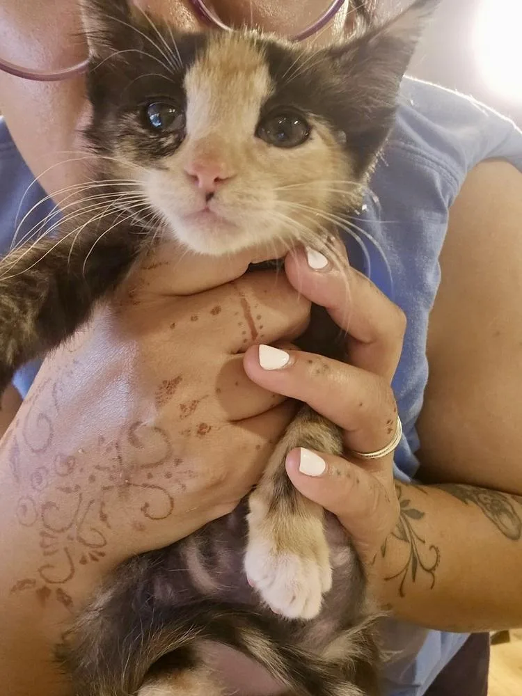 Bluebelle thumbnail 2