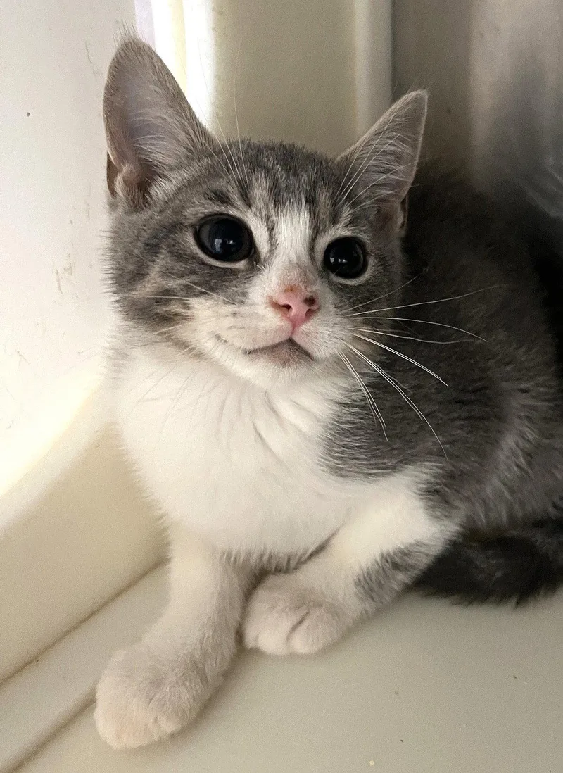 A baby medium-sized female Tabby cat named Sibyl for adoption in Carrollton, GA