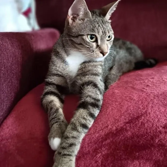 A young medium-sized female Tabby (Brown / Chocolate) Domestic Short Hair cat named Winnie for adoption in Buffalo, NY