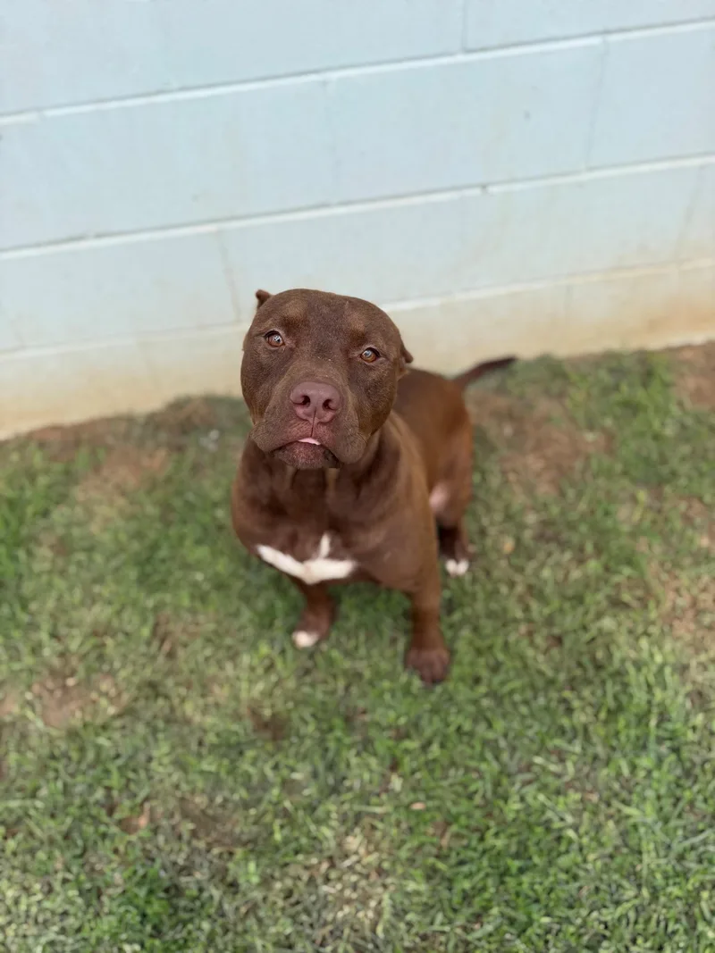 An adult medium-sized male Mixed Breed dog named Romeo for adoption in Summerdale, AL