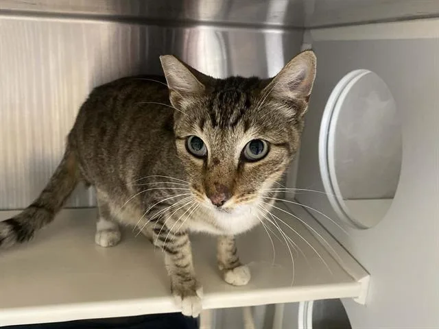 An adult small-sized male Domestic Short Hair cat named Magic for adoption in Tustin, CA