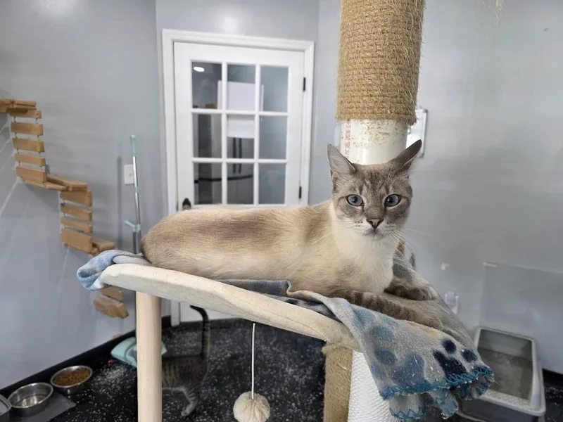 An adult medium-sized male Siamese cat named Gutter Ball for adoption in Lewisburg, TN