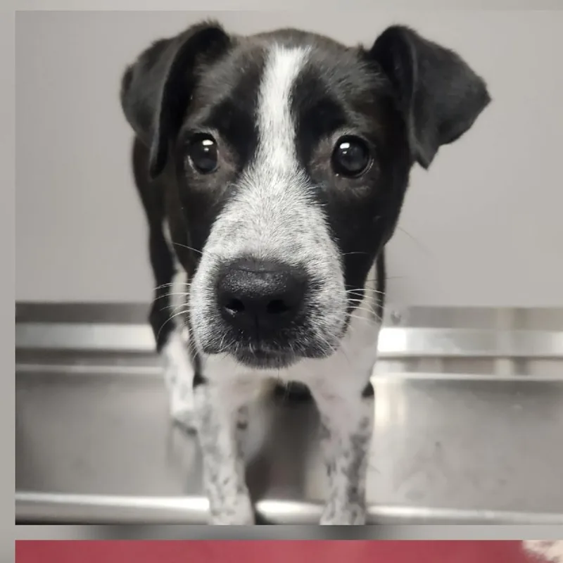 A baby medium-sized female Black Australian Cattle Dog / Blue Heeler dog named Puffin for adoption in Allen, TX