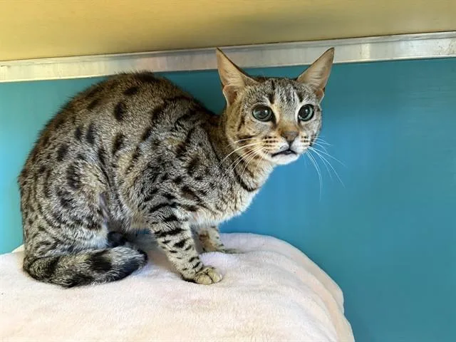 A young medium-sized female Domestic Short Hair cat named Nyla for adoption in Auburn, CA