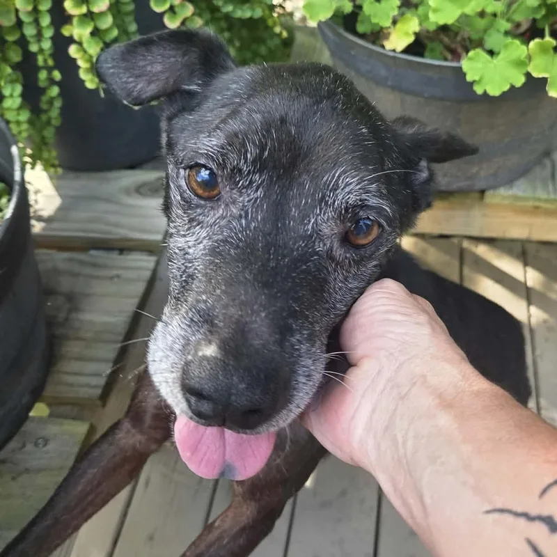 A senior medium-sized male Chocolate Labrador Retriever dog named Larry for adoption in Wantagh, NY