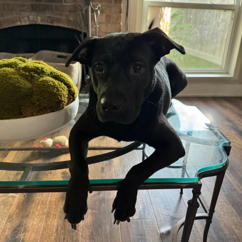 An adult medium-sized female Black American Staffordshire Terrier dog named Carmen for adoption in Mooresville, NC