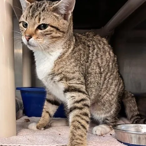 A young medium-sized female Tabby (Brown / Chocolate) Domestic Short Hair cat named Tiana for adoption in Stanhope, NJ
