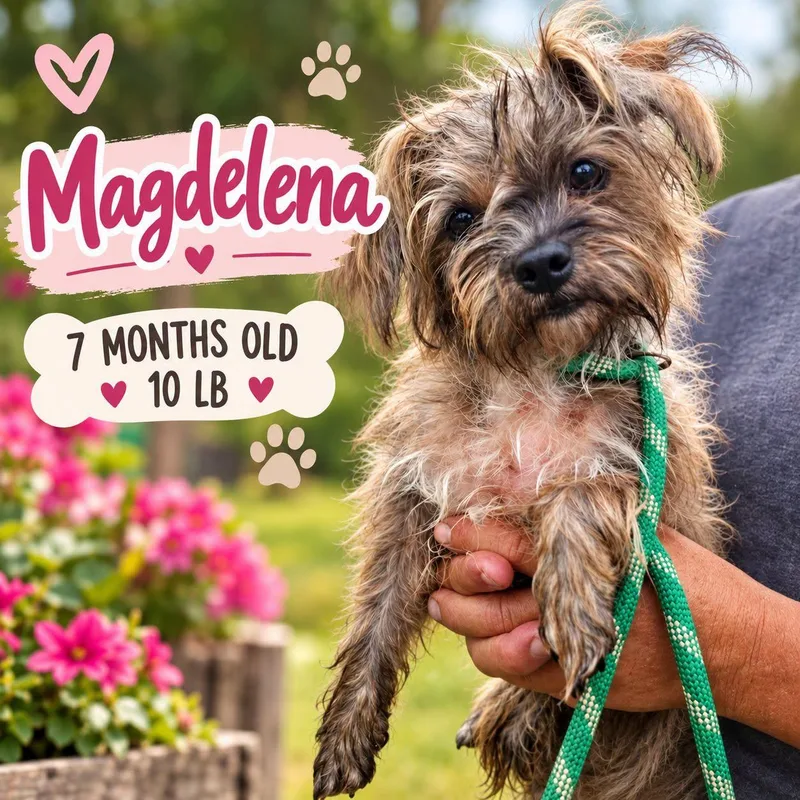 A baby small-sized female Brussels Griffon dog named Magdelena for adoption in Fort Worth, TX