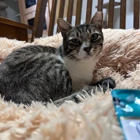 Will Feral
