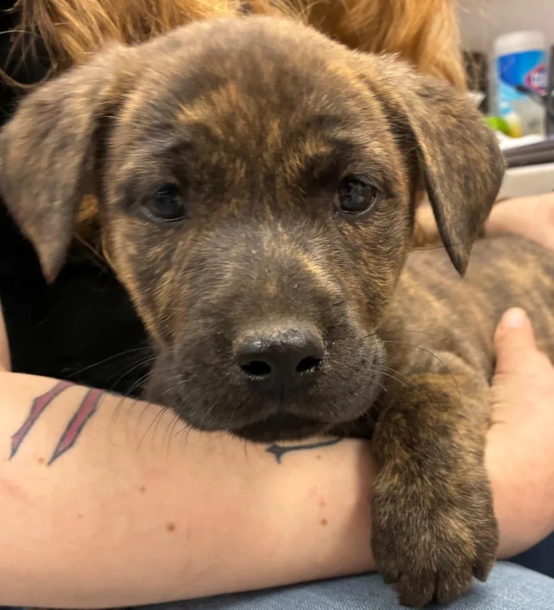 A baby medium-sized female Terrier dog named Nadia for adoption in Hartsville, SC