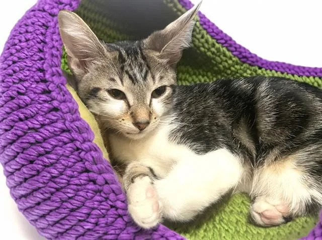 A baby medium-sized male Domestic Short Hair cat named Wizard for adoption in Fort Lauderdale, FL