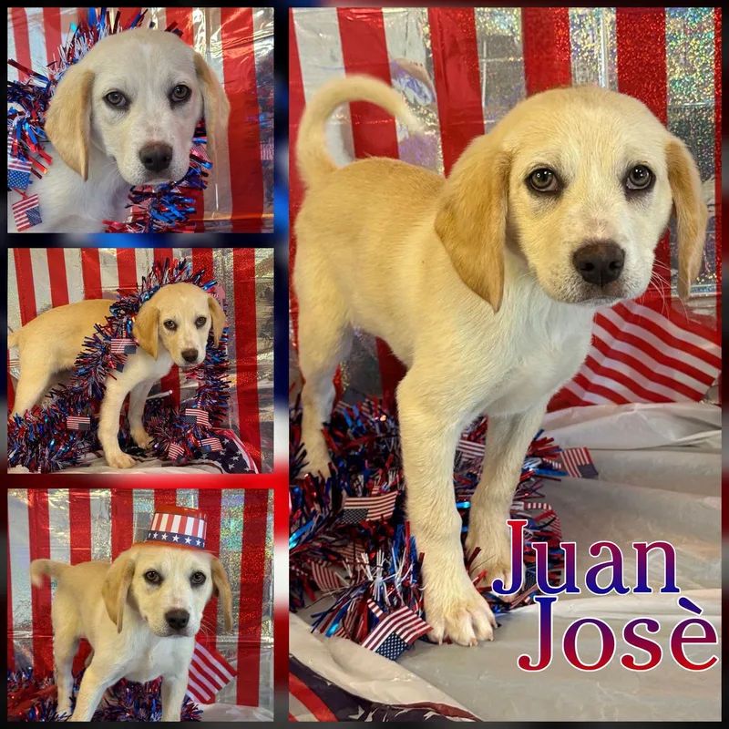 A baby medium-sized male Yellow / Tan / Blond / Fawn Retriever dog named Juan Jose for adoption in Hatfield, PA
