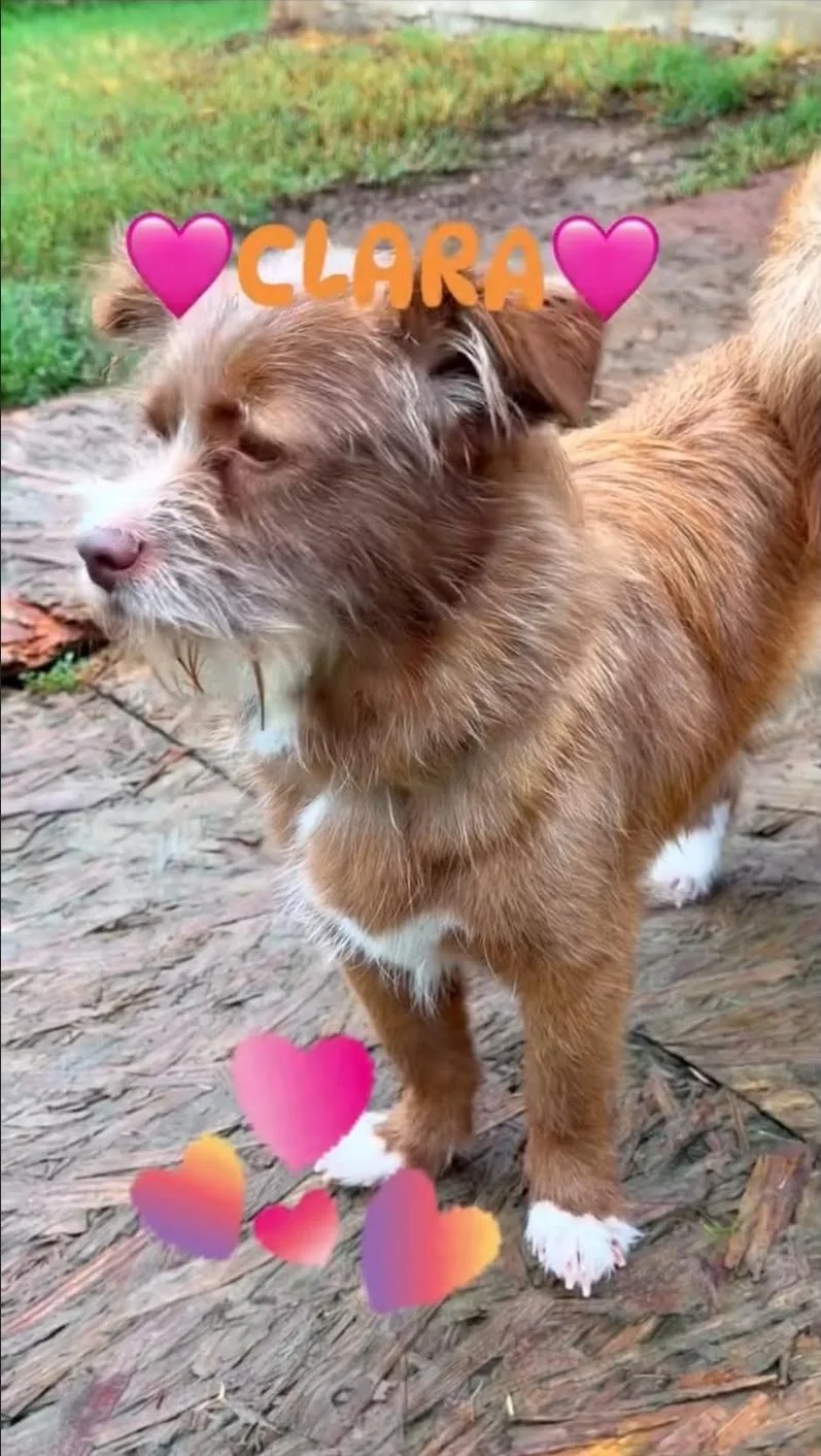 A young small-sized female Terrier dog named Clara for adoption in Garden Valley, ID