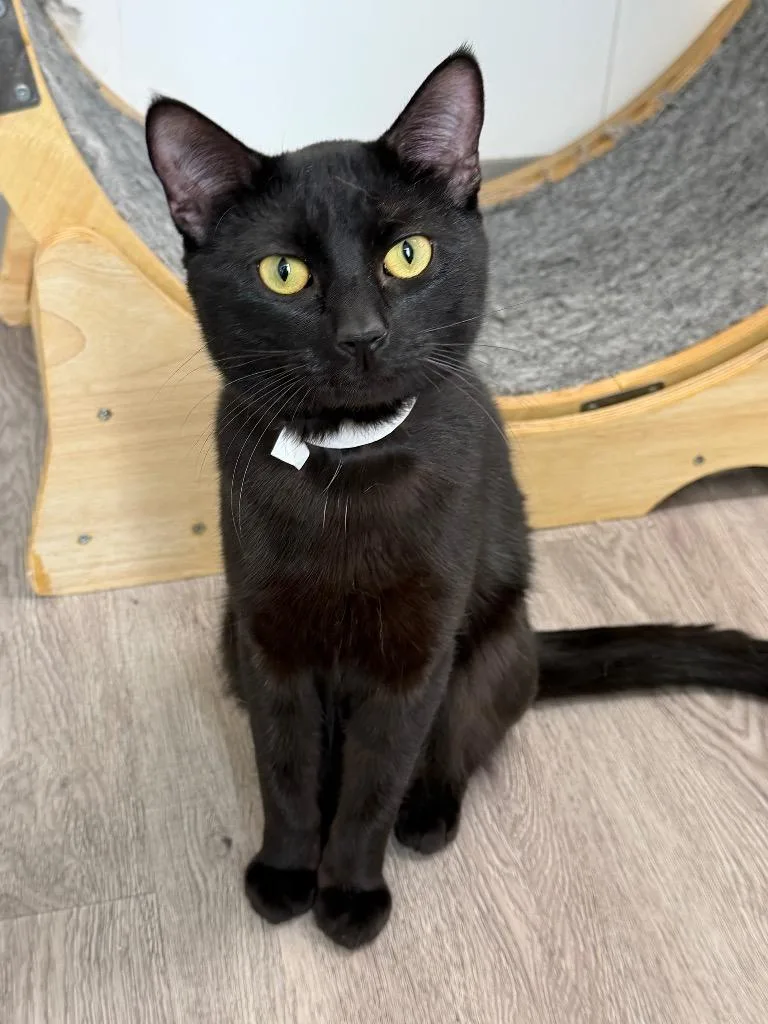 A young large-sized male Domestic Short Hair cat named Appa for adoption in Glenfield, NY