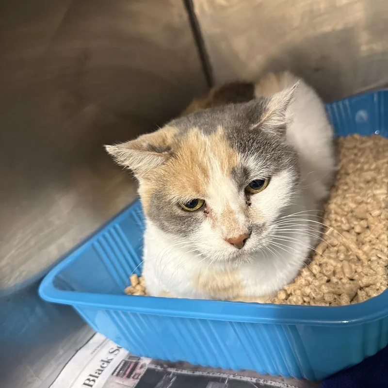 A senior medium-sized female Domestic Short Hair cat named Sandy for adoption in Waldorf, MD