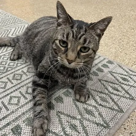 A senior medium-sized male Tabby (Brown / Chocolate) Domestic Short Hair cat named Chet for adoption in Mokena, IL