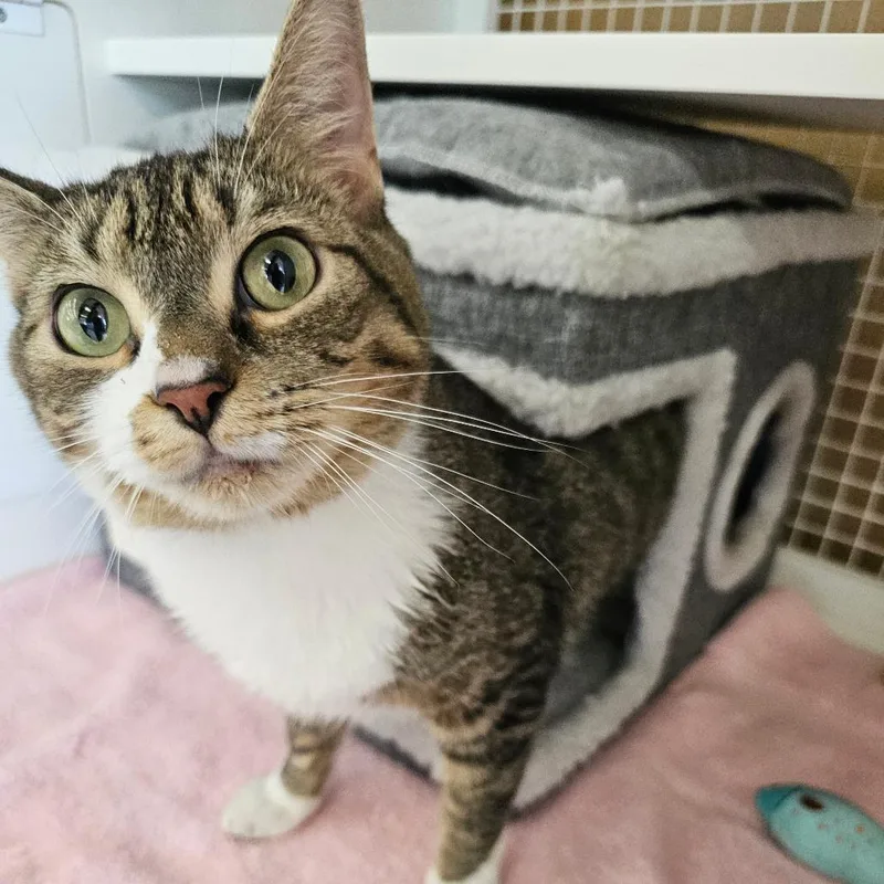 An adult small-sized female Brown / Chocolate Domestic Short Hair cat named Flapjack for adoption in Frederick, MD
