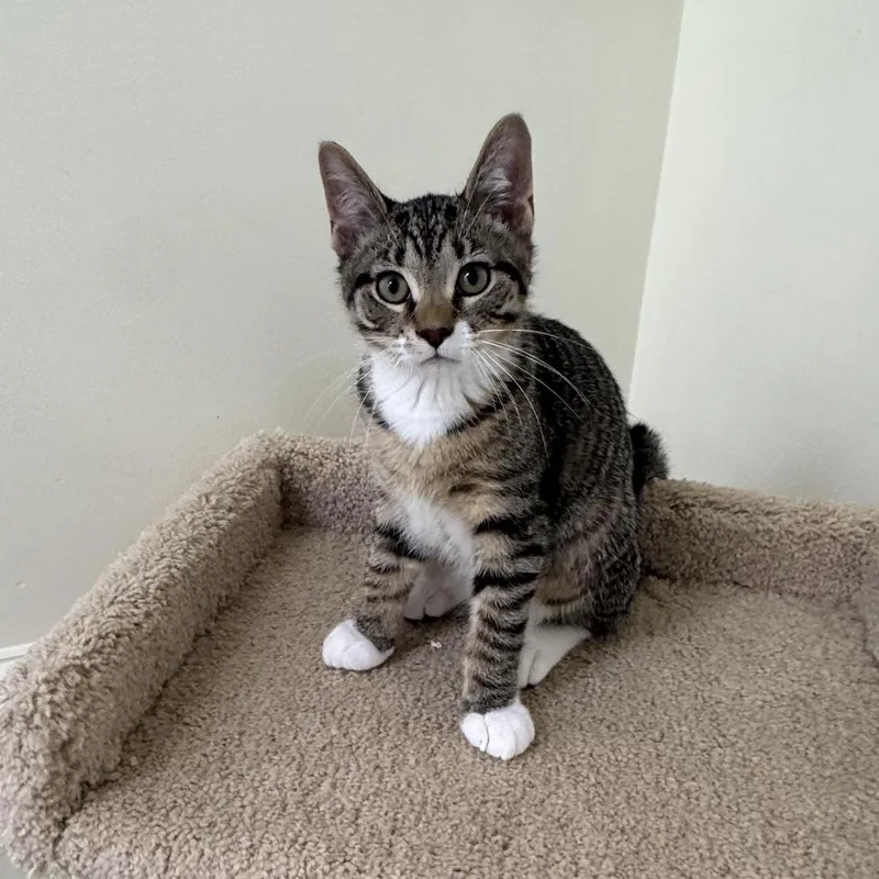 A baby small-sized male Tabby cat named Grover for adoption in East Northport, NY