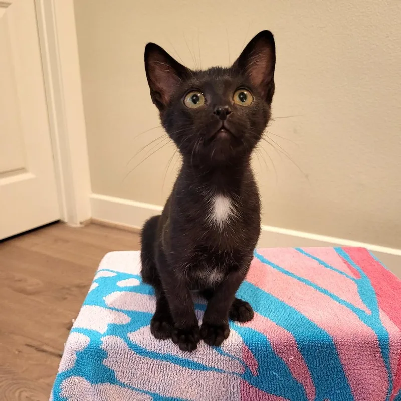A baby small-sized female Black Domestic Short Hair cat named Leah for adoption in Houston, TX