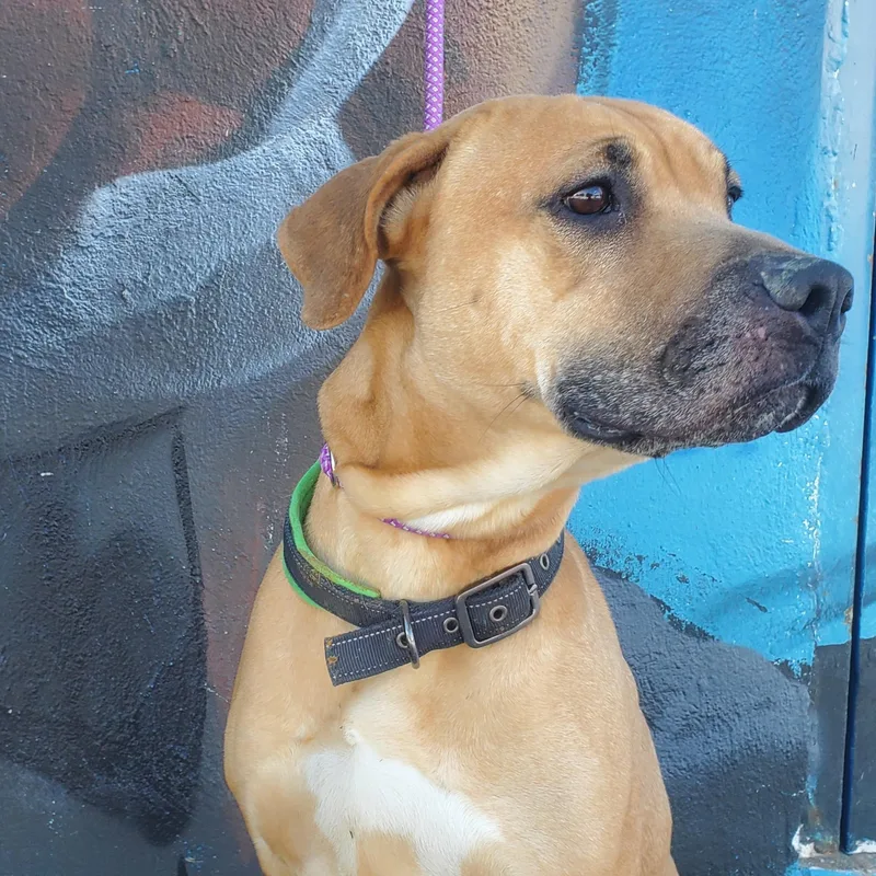 An adult large-sized male Apricot / Beige Shepherd dog named Anderson for adoption in Jersey city, NJ
