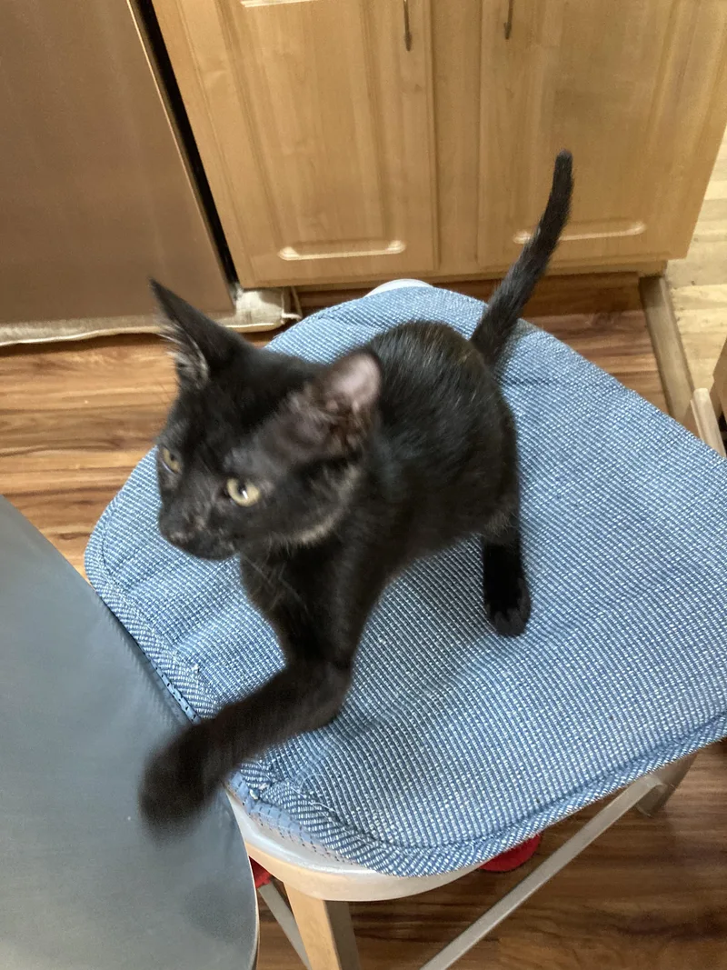 A baby medium-sized female Tortoiseshell Domestic Short Hair cat named Mia for adoption in Philadelphia, PA