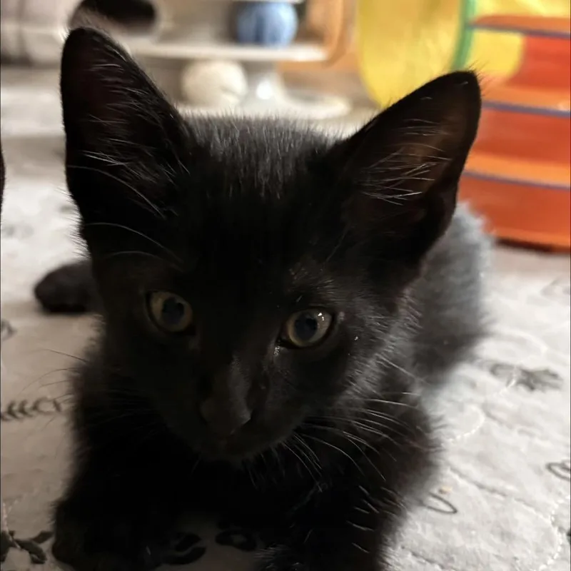 A baby small-sized male Black Domestic Short Hair cat named Feta for adoption in Missouri City, TX