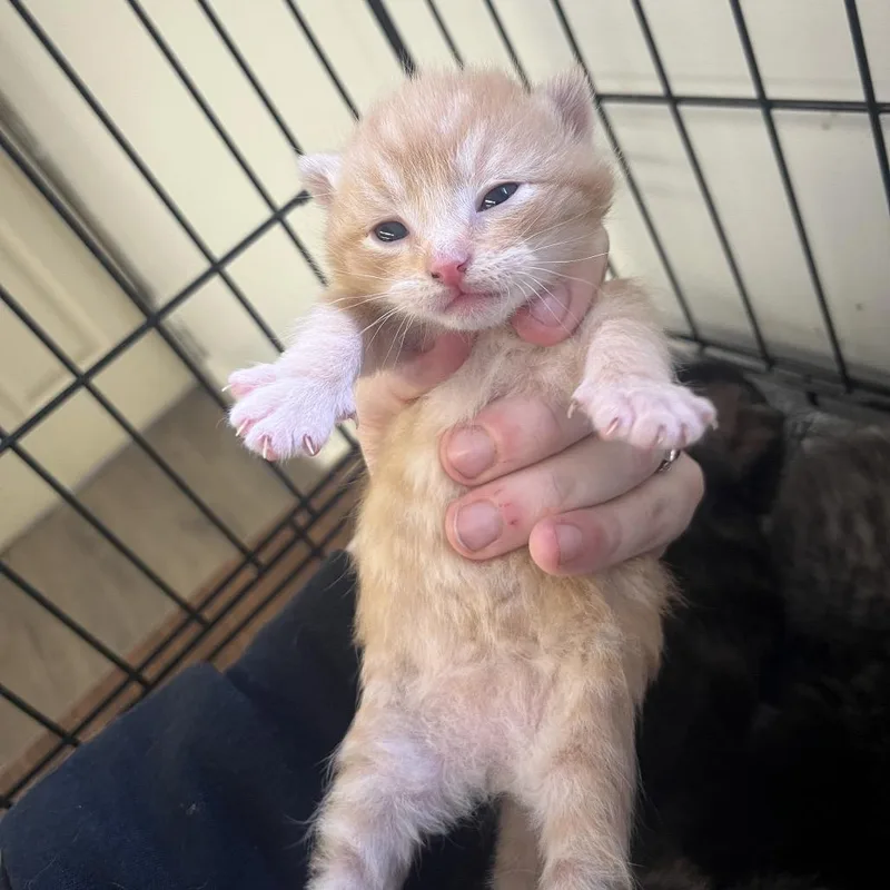 Butter Bean
