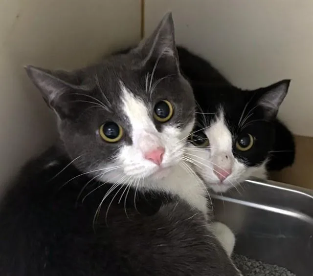 A young medium-sized male Domestic Short Hair cat named Peppy for adoption in Boston, MA