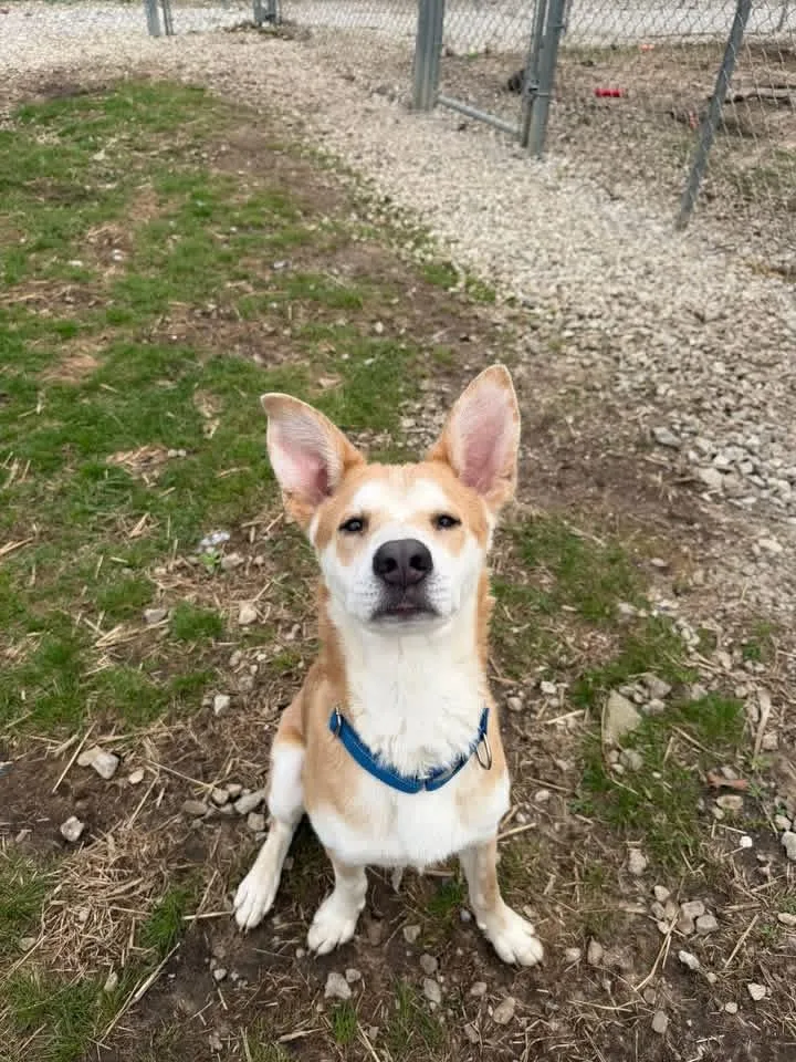 A young medium-sized male Apricot / Beige Husky dog named Digby for adoption in Winamac, IN