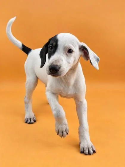 A baby medium-sized female Hound dog named Sophie for adoption in Dahlonega, GA