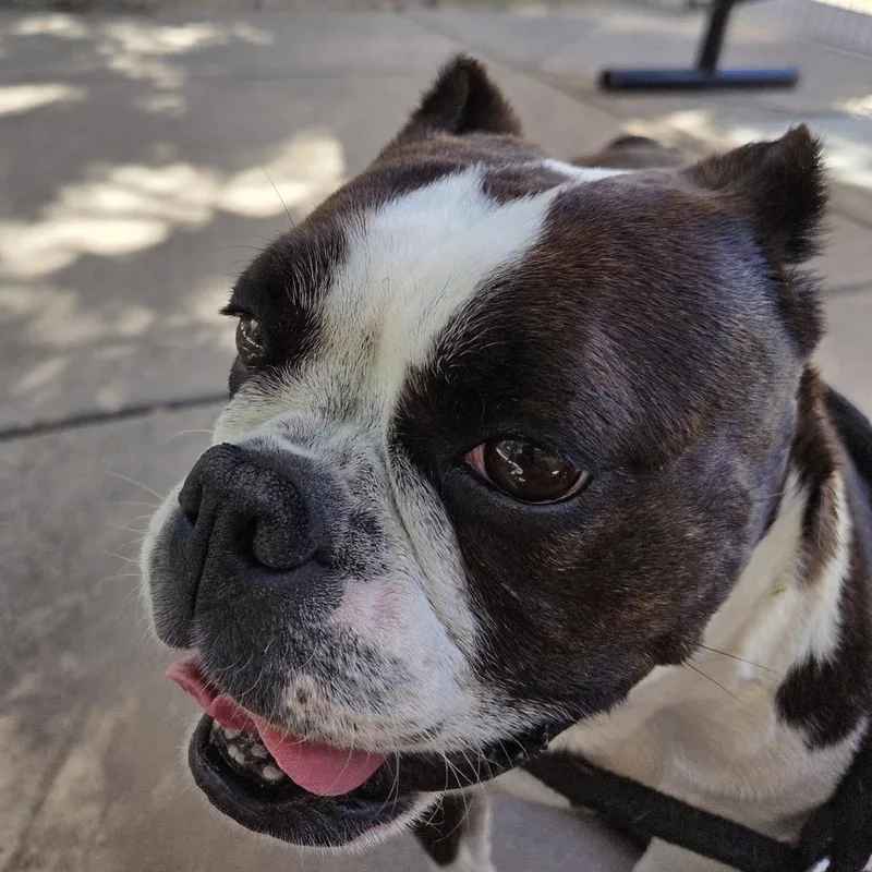 An adult medium-sized female Brindle French Bulldog dog named Serena for adoption in San Pablo, CA