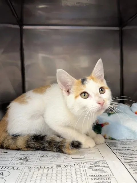 A baby medium-sized female Domestic Short Hair cat named Patches for adoption in Cookeville, TN