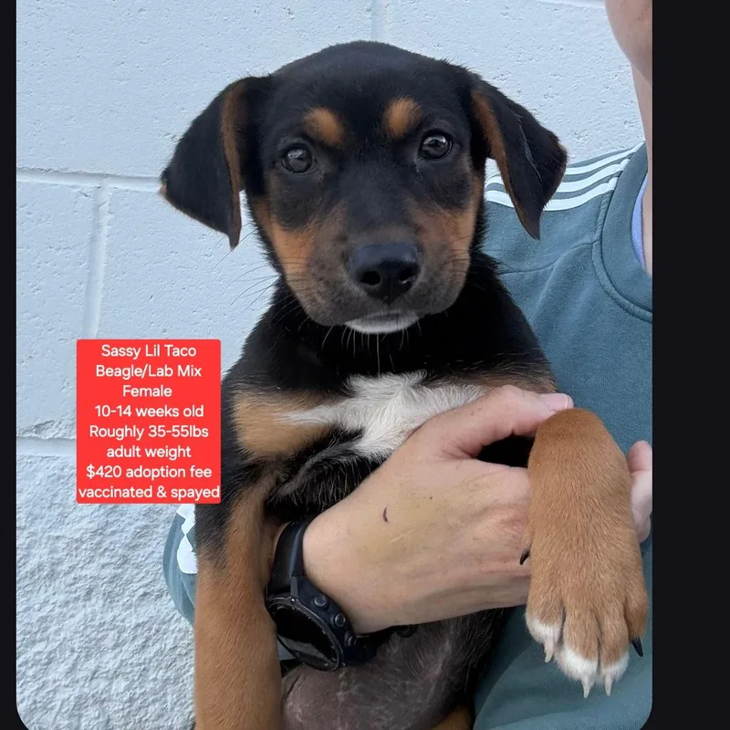 A baby medium-sized female Beagle dog named Sassy Lil Taco for adoption in Oviedo, FL
