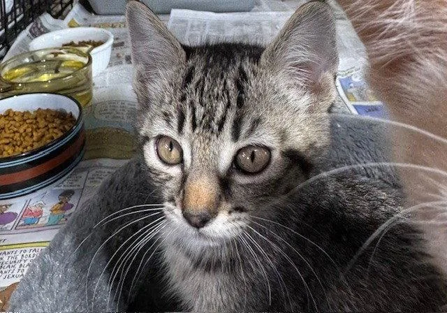 A young small-sized male Domestic Short Hair cat named Rootbeer for adoption in Apollo, PA