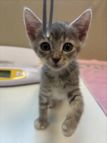 A baby small-sized male Domestic Short Hair cat named Freddie for adoption in Fishers, IN