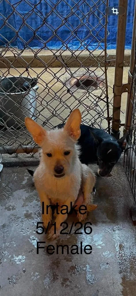 A young small-sized female Terrier dog named Honeybunches for adoption in Newman, CA