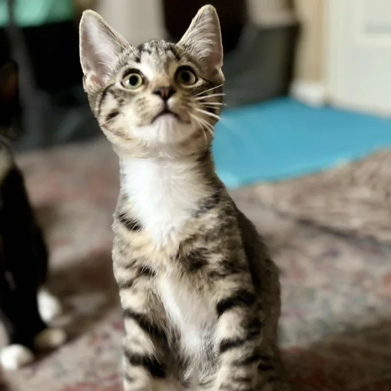 A baby small-sized male Tabby (Brown / Chocolate) Tabby cat named Charles for adoption in Antioch, CA