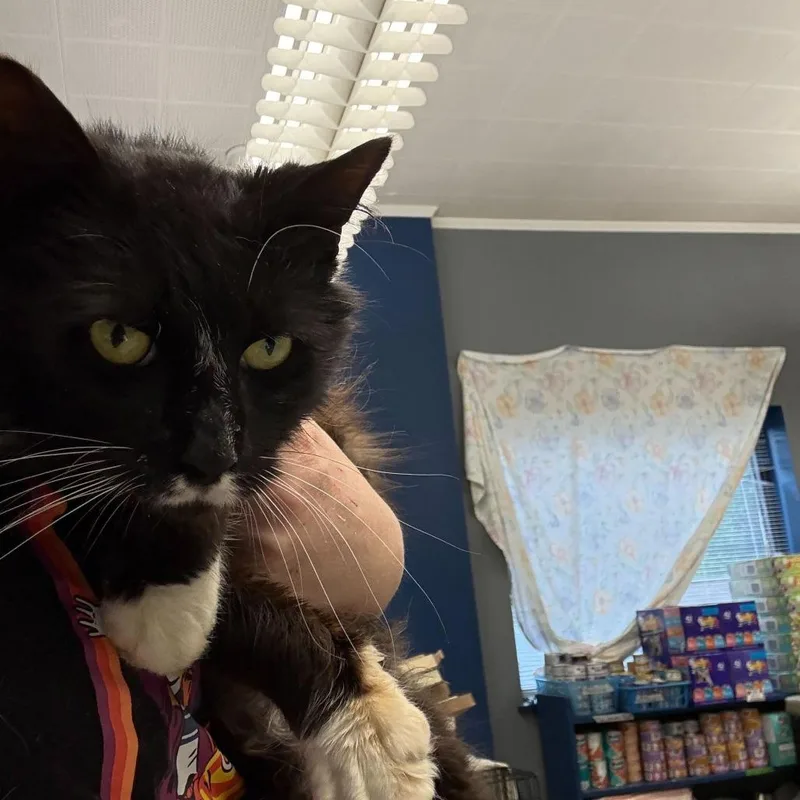 Zorro