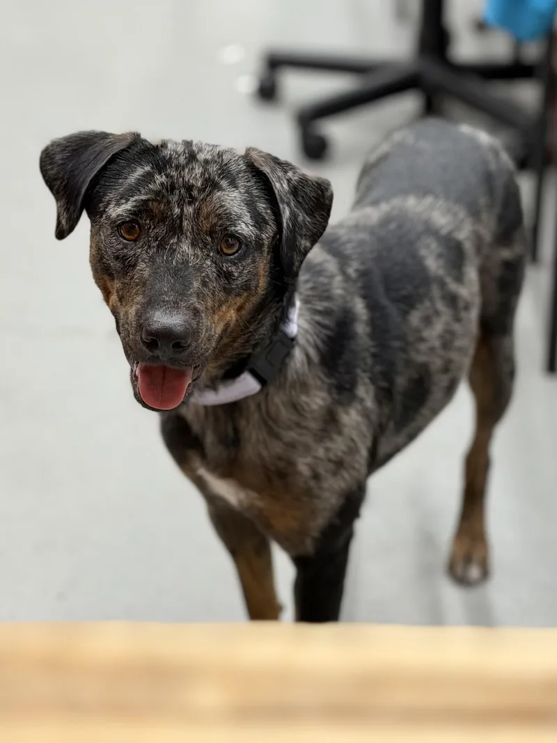 Daffodil The Catahoula