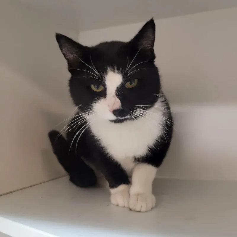 An adult small-sized male Black Domestic Short Hair cat named Jigsaw for adoption in Troy, IL