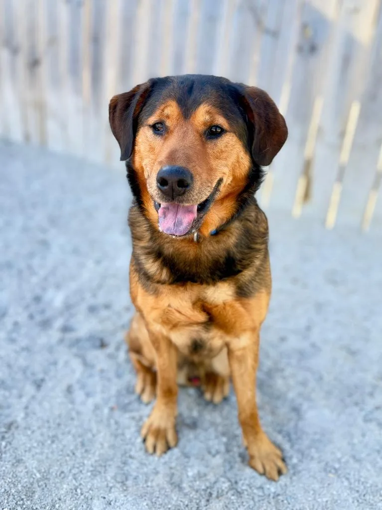 A young medium-sized male Mixed Breed dog named Rookie for adoption in Muskegon, MI