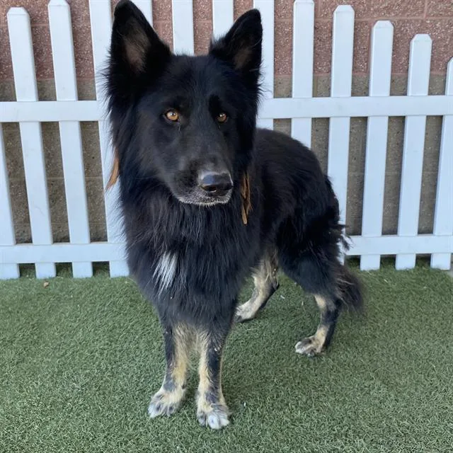 An adult extra large-sized male German Shepherd Dog dog named Walter for adoption in Modesto, CA