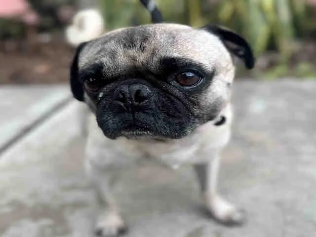 Lentil