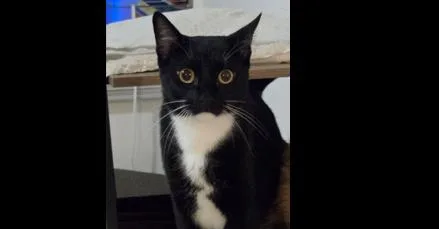 An adult large-sized male Black & White / Tuxedo Domestic Short Hair cat named Teodoro for adoption in Naranjito, PR