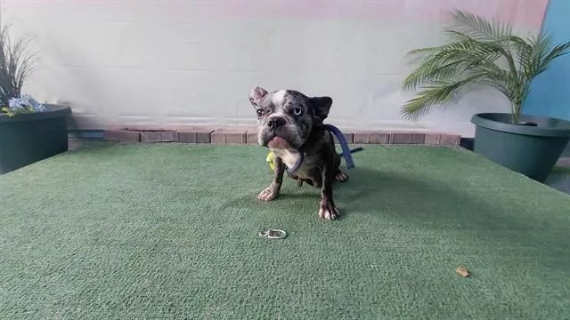An adult medium-sized female French Bulldog dog named Roxy for adoption in Baldwin Park, CA