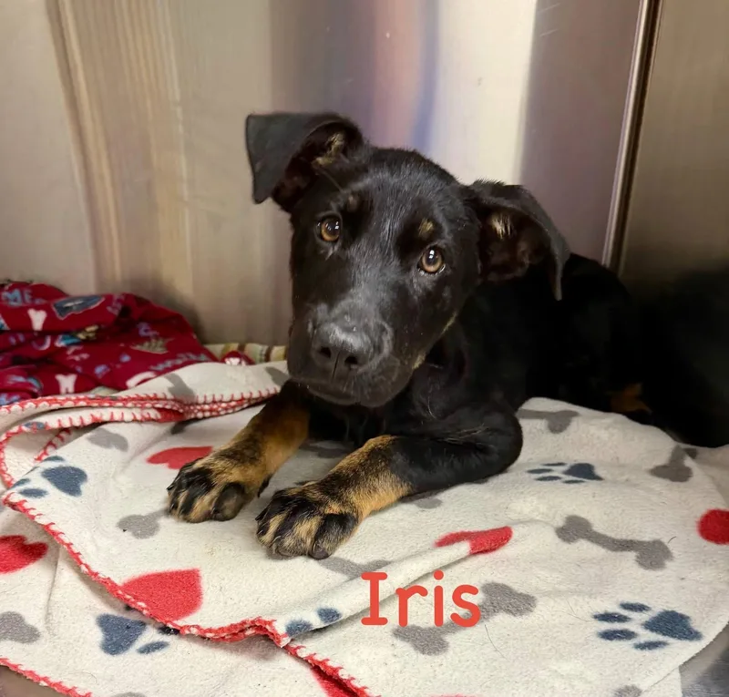 A baby large-sized female Black German Shepherd Dog dog named Iris for adoption in Semmes, AL
