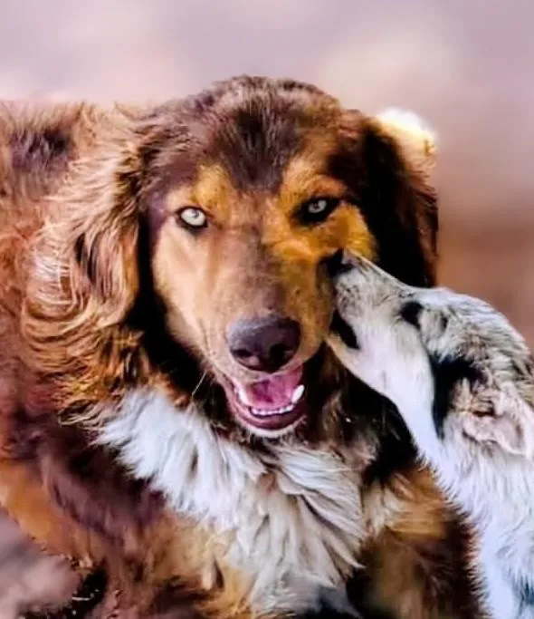 An adult medium-sized male Australian Shepherd dog named Canyon for adoption in Evergreen, CO
