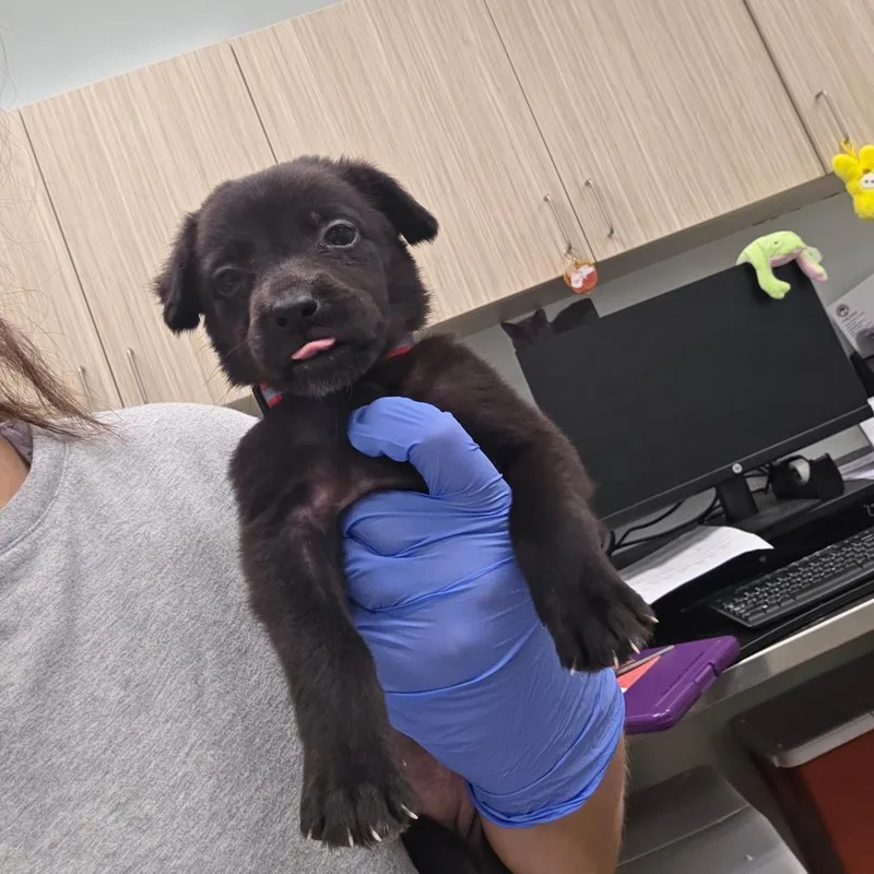A baby small-sized female Mixed Breed dog named Spring Creek for adoption in Chattanooga, TN