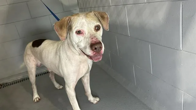 An adult large-sized male American Bulldog dog named Cole for adoption in Winter Haven, FL